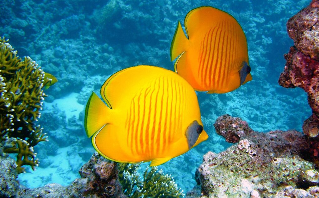 lemon butterflyfish